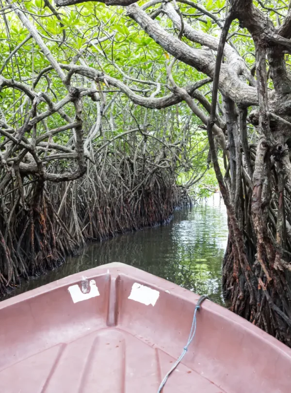 boat on calm tropical river through mangrove fores lanka