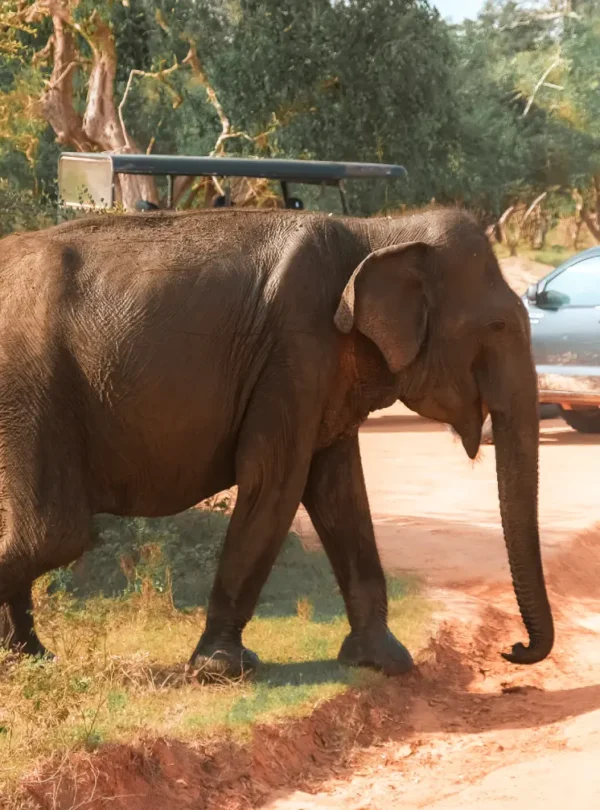 elephant walking near a safari vehicle in nature lanka